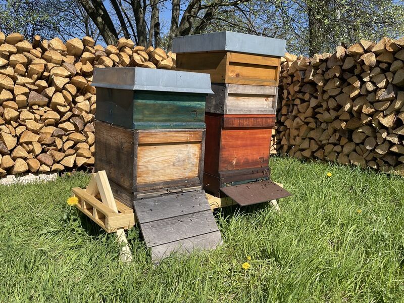 zwei Bienenstöcke auf der Wiese, im Hintergrund gestapeltes Holz